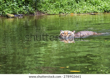 Malayan Tiger swimming in a River