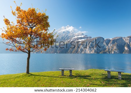 Red autumn tree. Shore of lake in central Switzerland. Panorama of mountains, peaks in snow. The sun\'s rays in the foliage, bright joyful day