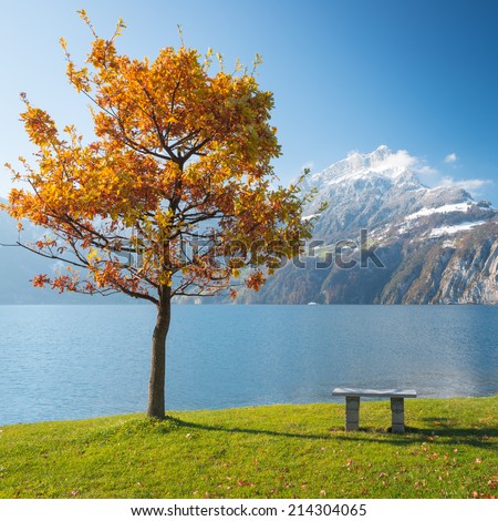 Red autumn tree. Shore of lake in central Switzerland. Panorama of mountains, peaks in snow. The sun\'s rays in the foliage, bright joyful day