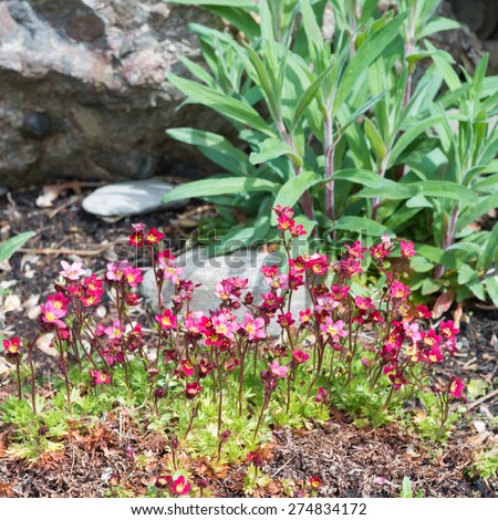Moos saxifrage grow in spring between rocks. lifestyle - garden. Focus on the foreground.