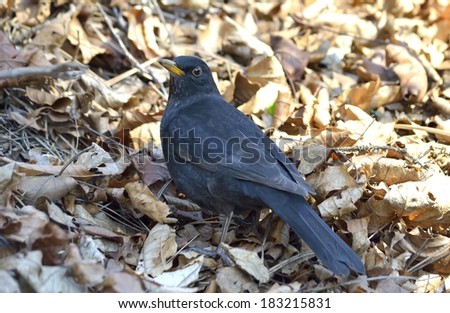 Common blackbird feeding among dry leafs