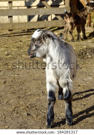 Baby goat at farm
