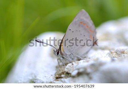 Large Copper butterfly (Lycaena dispar)