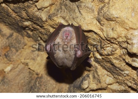 Greater horseshoe bat ( Rhinolophus ferrumequinum)