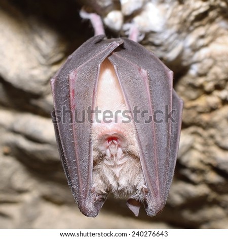 Greater horseshoe bat( Rhinolophus ferrumequinum) sleeping in cave
