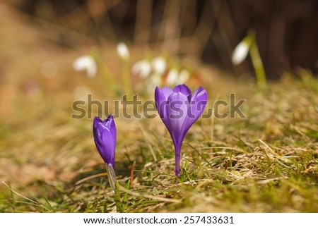 Beautiful violet crocuses in the springtime