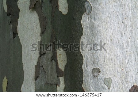 Camouflage texture on bark of the tree