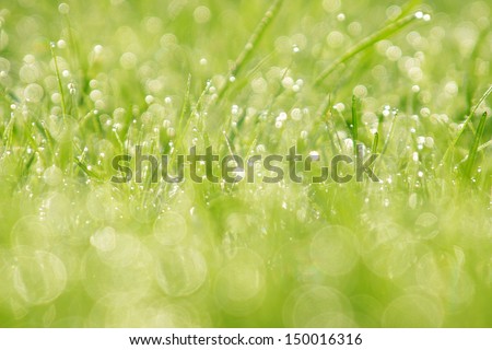 Morning dew in fresh green grass background
