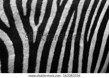 Zebra fur background