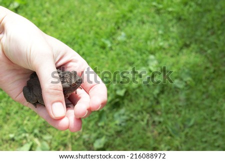 Toad in a hand, space for text