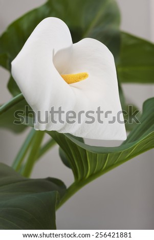 new life. delicate young flower calla lilies that can be easily grown at home