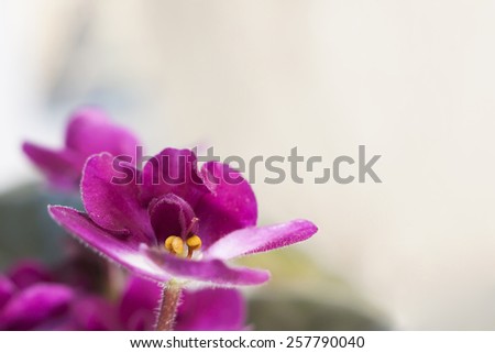 African violet Saintpaulia, very beautiful violet flower that is grown at home. Light background.