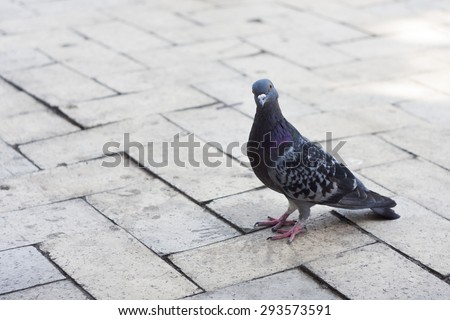 the most common pigeon carefully and with interest looks at you on the old bridge