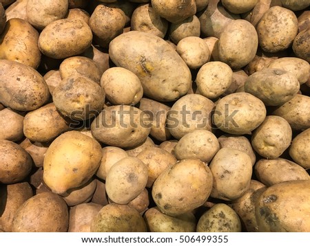 Fresh organic potato stand out among many large background potatoes in the market. Heap of potato root. Close-up potatoes texture.
