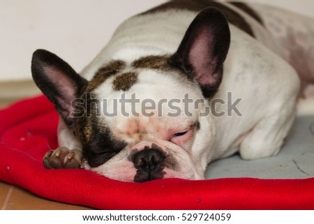 French bulldog female sleeping and relaxing on her favorite red and gray blanket