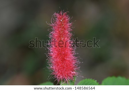 beautiful deep pink  flower head of the cats tail plant