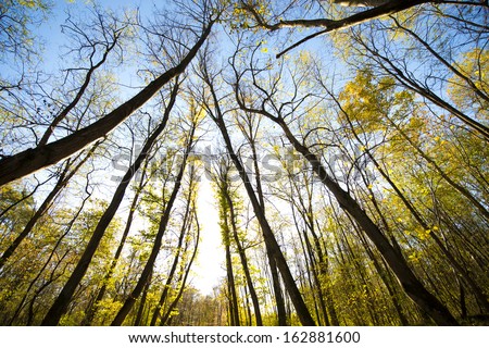 Sun Shining Through Fall Forest Trees