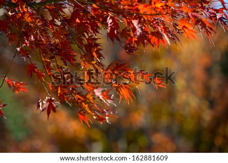 Red maple leaves in fall