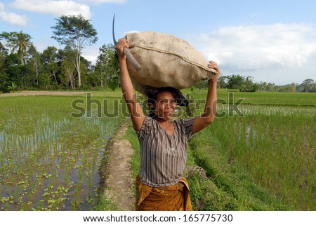 BALI, INDONESIA - FEBRUARY,14: a farmer woman carrying on top of her head a rice harvest bag, on February,14, 2005 in Bali, Indonesia.