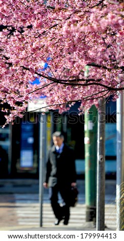 MILAN, ITALY-MARCH 07, 2012: Businessman walking in the street with a cherry blossom tree in downtown Milan.