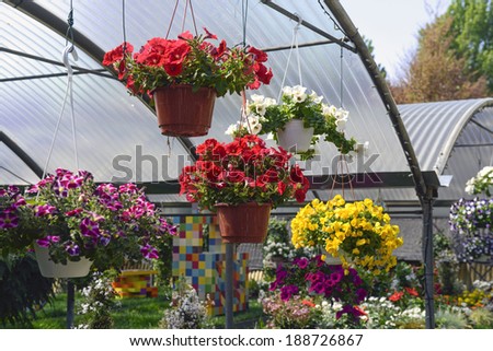 MILAN, ITALY-APRIL 09, 2014: hanging basket of flowers and variety of flowers on display in the garden shop, Vivaio Riva, in Milan.