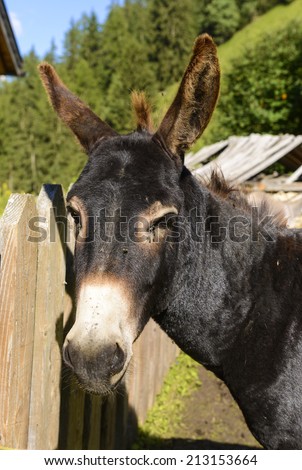 mountain brown donkey portrait