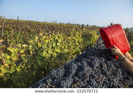 grape harvest with fall vineyard