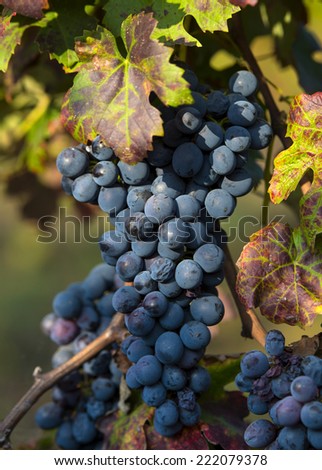 red grapes with fall vineyard leaves