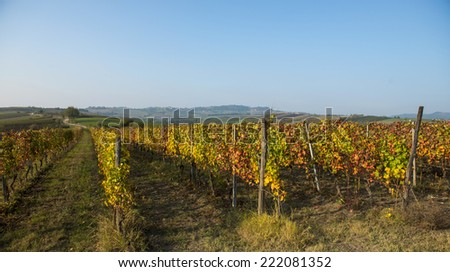 sunset on a fall vineyard landscape