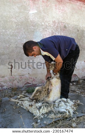 ORGOSOLO, ITALY-AUGUST 15, 2004: young Sardinia shepherd cutting wool from a sheep using traditional scissors, in Orgosolo.