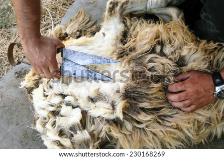 ORGOSOLO, ITALY-AUGUST 15, 2004: young Sardinia shepherd cutting wool from a sheep using traditional scissors, in Orgosolo.