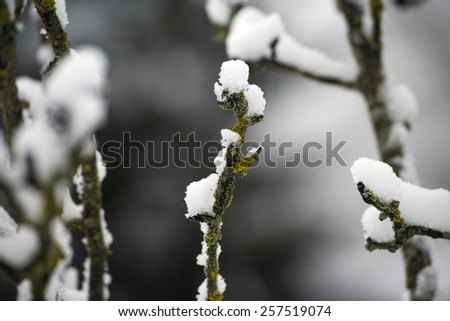 tree branch\'s close up covered by snow