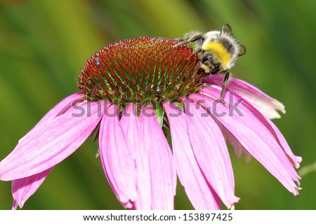 Bee on an echinacea flower (cone flower). Close up shot.