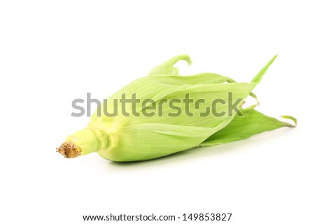 Green leafs covered with ripe ear of corn.
