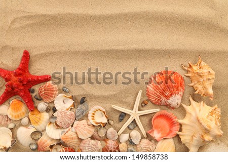 Lot of shells and seastars on sandy background