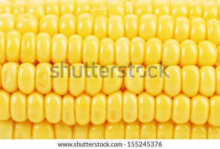 Background of indian corn. Close up. Whole background.