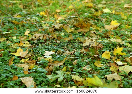 Landscape of colorful fall leaves on forest floor