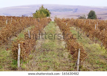 Picture of vines in a vineyard. Whole background.