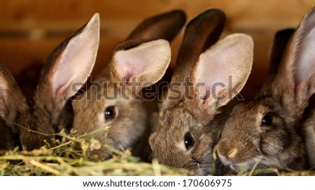 Young rabbit animal farm and breeding. Whole background.