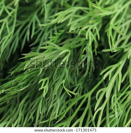 Texture of fresh dill herb close up. Whole background.