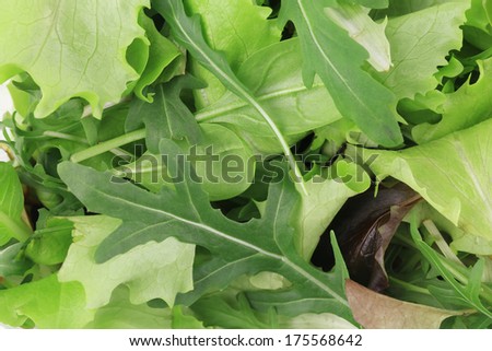 Green and Red Leaf Lettuce. Whole background.