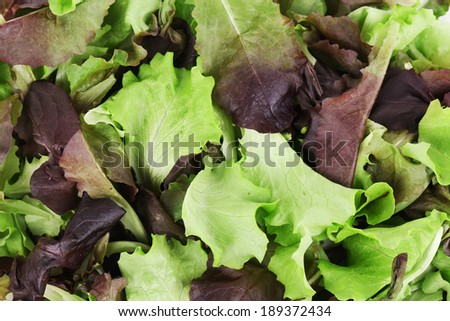 Green and red leaf of lettuce close up. Whole background.
