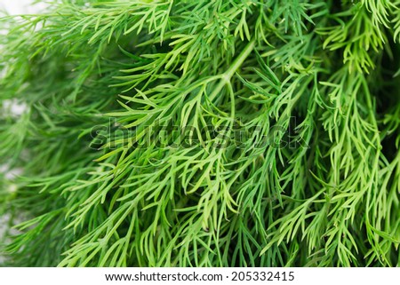 Texture of fresh dill herb close up. Whole background.