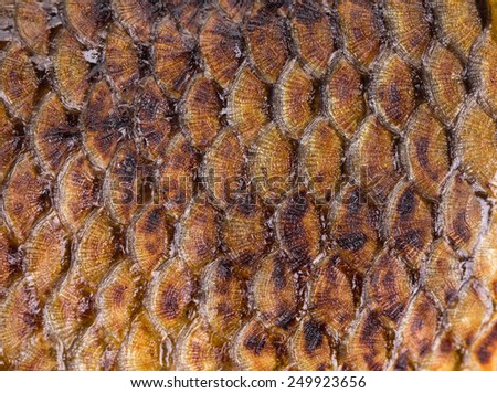 Golden fish scales background. Close up. Fried.