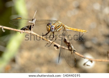 Closeup of dragonfly resting on a twig.