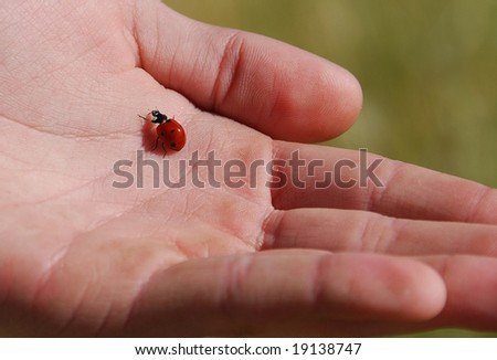 Ladybug Up Close