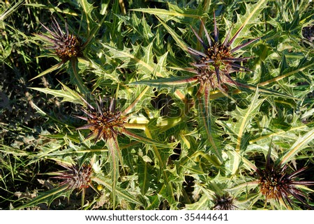 Asteraceae Family