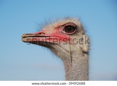 Portrait of a funny ostrich close-up