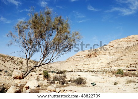 Lonely tree in dry desert under blue sky. Desert Negev, Israel.