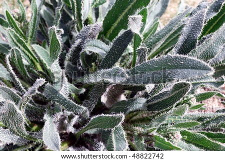 Prickly leaves - protective reaction of a plant in desert, can use for background.